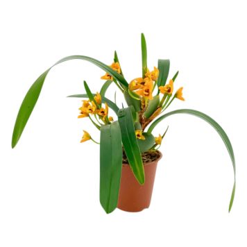 Orkidea Maxillaria Variabilis P9