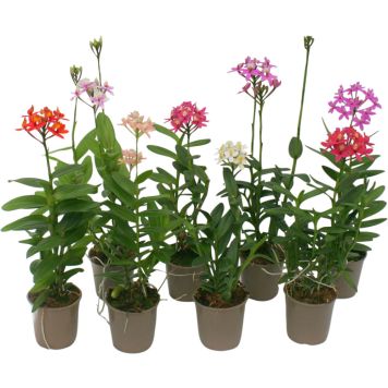 Orkidea Epidendrum Hybrid 2-vanaa P12