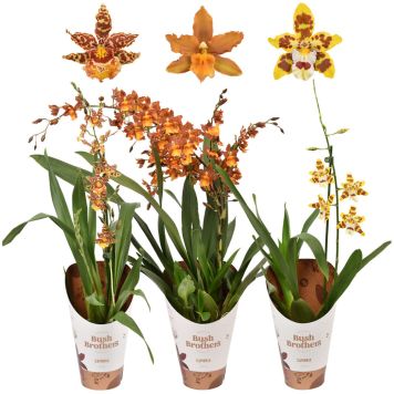 Orkidea Cambria Mix 1-vana P12