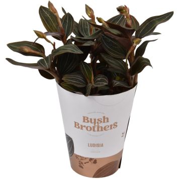 Orkidea Ludisia Discolor 3-vanaa P12