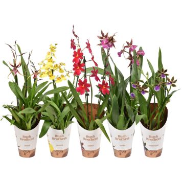 Orkidea Mix 2-vanaa P12