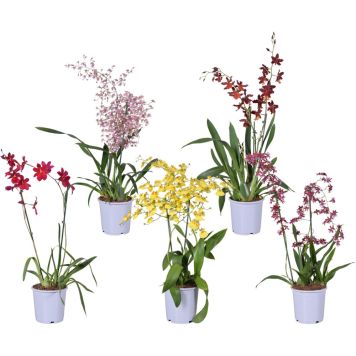 Orkidea Touve Mix P17