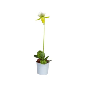 Venuksenkenkä Paphiopedilum Femma 1-vana P11