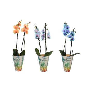 Perhoskämmekkä Phalaenopsis I Am Special 2-vanaa P12