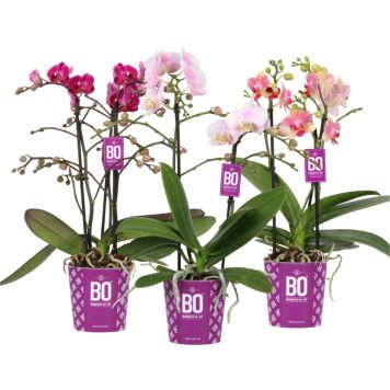 Perhoskämmekkä Phalaenopsis Multiflora 2-vanaa P12