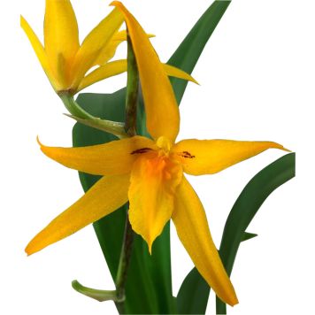 Lukkikämmekkä Brassia Anita 2-vanaa P12