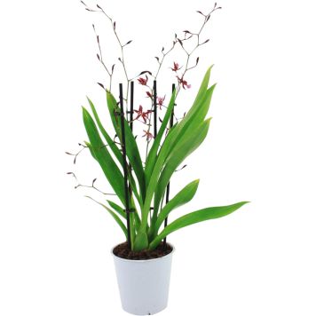 Orkidea Cambria Katsina Zoch 3-vanaa P12