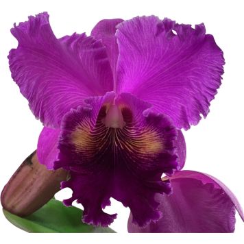 Katleija Cattleya 1-vana P12