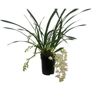 Kymbidiorkidea Cymbidium Cascade 4-vanaa P15