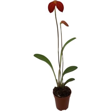 Orkidea Masdevallia Ignea P5