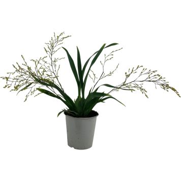 Nystykämmekkä Oncidium Twinkle 3-vanaa P12