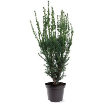 Kartiomarjakuusi Taxus Media Hillii P23