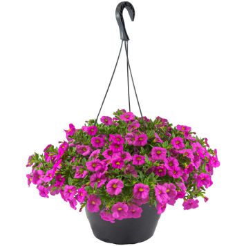 Miljoonakello Calibrachoa amppeli Kotimainen P25