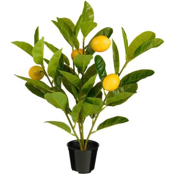 Silkkikasvi Sitruunapuu ruukussa 46 cm