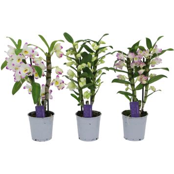 Puikkokämmekkä Nobil Mix P12