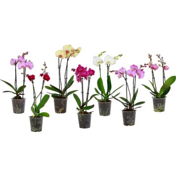 Perhoskämmekkä Mix 2-vanainen P12