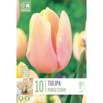 Syyskukkasipuli Kapiteyn Tulppaani Triumph Mango Charm 10 kpl