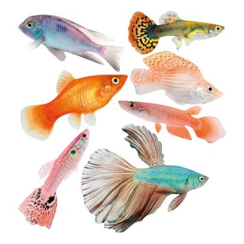 Seinätarra Plage XXS Tropiikki