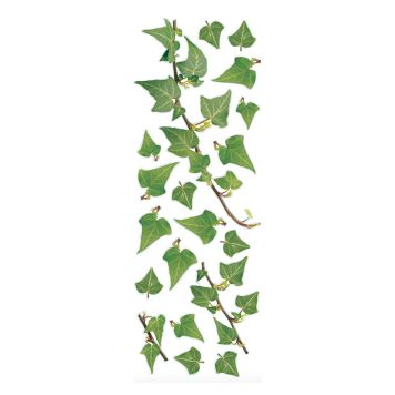 Julistetarra Plage Ivy 24 x 68 cm