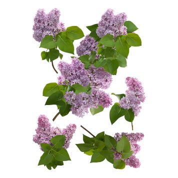 Julistetarra Plagen Syreeni