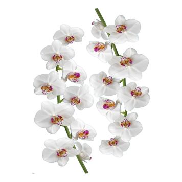 Julistetarra Plage Orkideat 48 x 68 cm