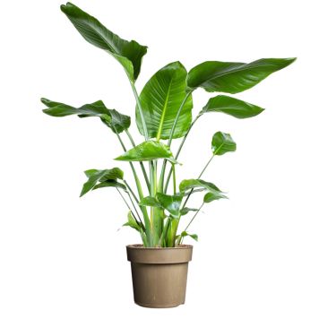 Kolibrikukka Strelitzia Nicolai P24