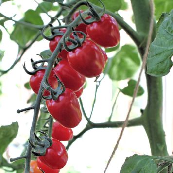 Tomaatti Strawberry Fields P11