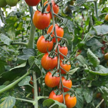 Tomaatti Aura P11