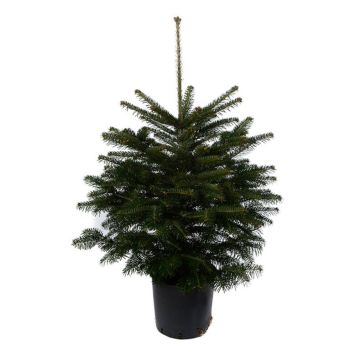 Kaukaasianpihta Abies Nordmanniana 230-300 cm