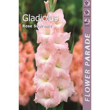 Kevätkukkasipuli Kapiteyn Miekkalilja Gladiolus Pink 7 kpl