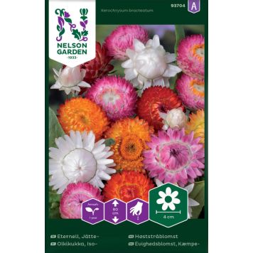 Iso-olkikukka Nelson Garden