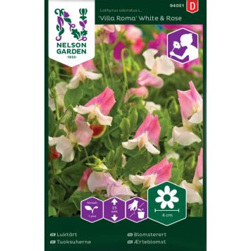 Tuoksuherne Nelson Garden Villa Roma White Rose