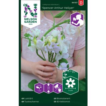 Tuoksuherne Nelson Garden Spencer Arthur Hellyer