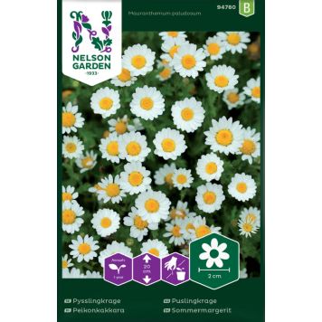 Peikonkakkara Mauranthemum paludosum