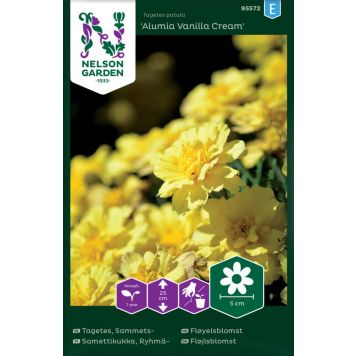 Ryhmäsamettikukka Nelson Garden Alumia Vanilla Cream