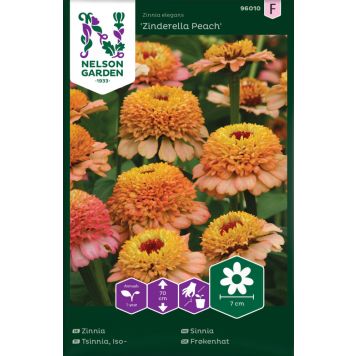 Isotsinnia Nelson Garden Zinderella Peach