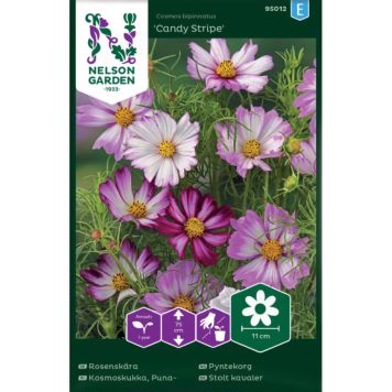 Punakosmoskukka Nelson Garden Candy Stripe