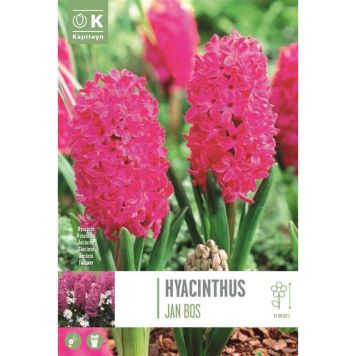 Syyskukkasipuli Hyasintti Jan Bos 4 kpl