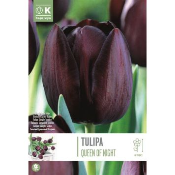 Syyskukkasipuli Tulppaani Single Late Queen of Night 10 kpl