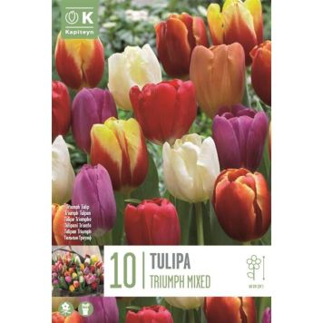 Syyskukkasipuli Tulppaani Triumph Mix 10 kpl