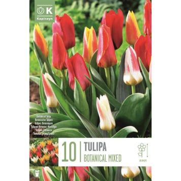 Syyskukkasipuli Tulppaani Botanical Mix 10 kpl