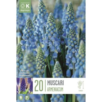 Syyskukkasipuli Helmililja Muscari Armeniacum 20 kpl