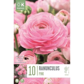 Kevätkukkasipuli Leinikki Ranunculus Aviv Pink 10 kpl
