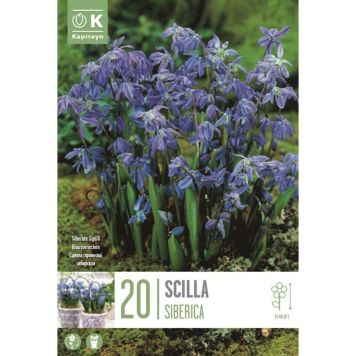 Syyskukkasipuli Idänsinililja Scilla Siberica 20 kpl