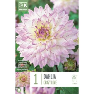 Syyskukkasipuli Kapiteyn Dahlia Crazy Love 1 kpl