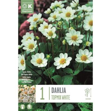 Syyskukkasipuli Kapiteyn Dahlia Topmix White 1 kpl