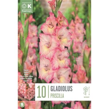 Kevätkukkasipuli Miekkalilja Gladiolus Priscilla 10 kpl