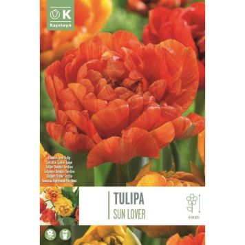 Syyskukkasipuli Tulppaani Douple Late Sunlover 8 kpl