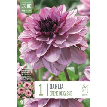 Syyskukkasipuli Kapiteyn Dahlia Creme De Cassis 1 kpl