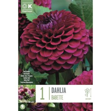 Kevätkukkasipuli Kapiteyn Dahlia Babette 1 kpl